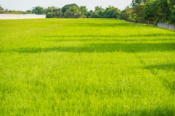 Obraz premium Green rice fields in Thailand