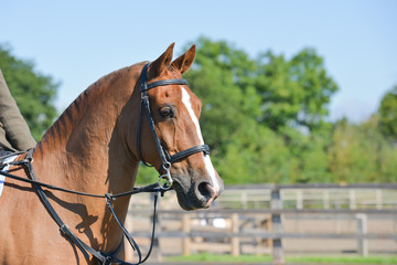 Close up shot of beautifully turned out brown horse  as it stands and waits to compete in show jumping competition