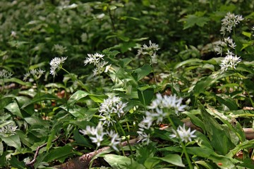 Vielblütige Weißwurz (Polygonatum multiflorum) zwischen blühendem Bärlauch (Allium ursinum)
