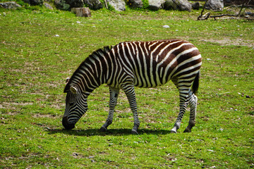 Fototapeta na wymiar Zebra in the grass
