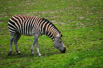 Naklejka na ściany i meble Zebra in a zoo