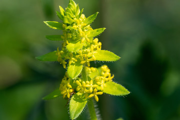 The close-up of flowers of Cruciata laevipes (crosswort, smooth bedstraw)