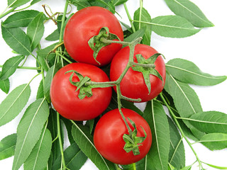Organic garden tomatoes on green leaves