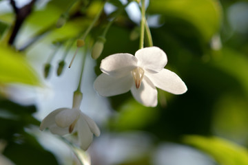 Obraz na płótnie Canvas White Mokkia that bloom in a green garden.