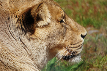Lioness