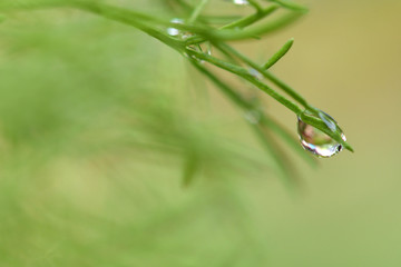 Water droplets on the leaves of a dill tree in a vegetable garden