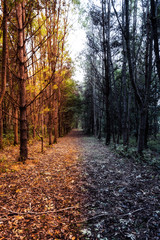 Obraz premium Abstract forest depicting summer and winter. Contrast woodland summer vs winter