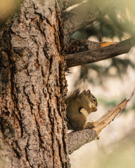 squirrel on a tree