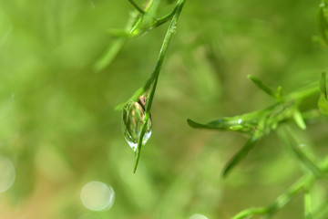 Water droplets on the leaves of a dill tree in a vegetable garden