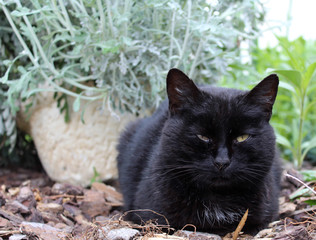 chat / chatte  noir
