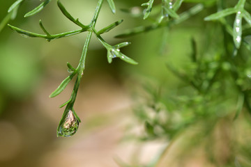 Water droplets on the leaves of a dill tree in a vegetable garden