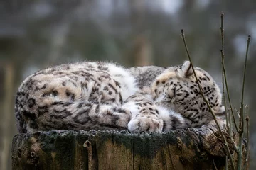 Fotobehang Luipaard Snow leopard sleeping on an old tree stump  © Rixie