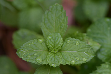 Drops of water on the leaves in the vegetable garden.