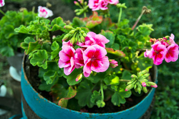 Flowers geraniums