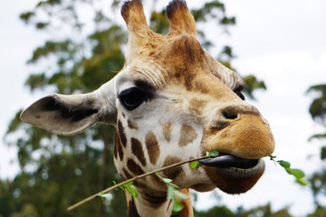 Giraffe eating a branch