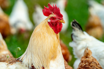 chicken in portrait outdoors on meadow