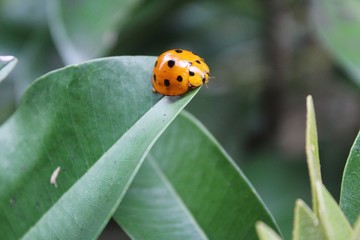 ladybug on green leaf