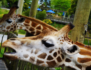 Obraz premium Two giraffes looking for food