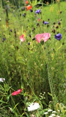 Pink poppy in the meadow