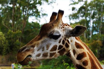 Naklejka na ściany i meble Closeup of a giraffe's head