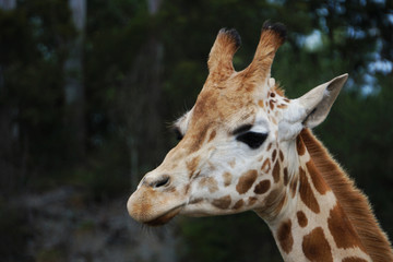 Close up of a giraffe's face