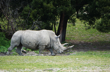 Obraz premium Horned rhinos