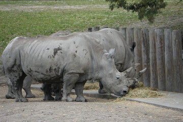 Obraz premium Rhinoceros