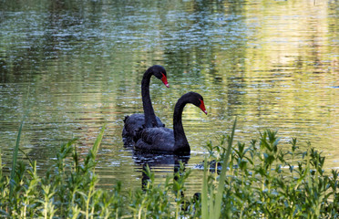 two black swam in a small pond