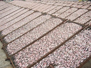 dried squid in the sunshine morning (food preservation)
