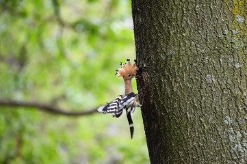 Fototapeta premium Hoopoe feeding chicks