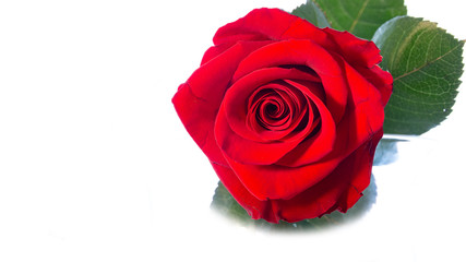 .Close up of a red rose on a white background. Italy-Calabria.