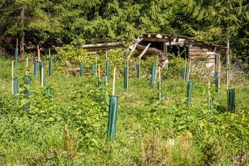 Forest Seedling Plantation Using Khowutzun Forestry Freegro Tree Shelters