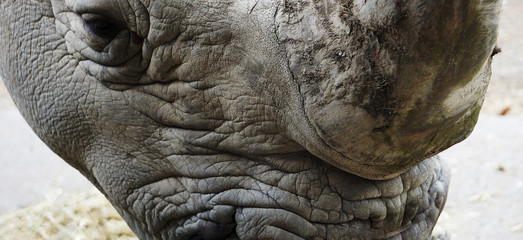 Fototapeta na wymiar Close up of a rhino