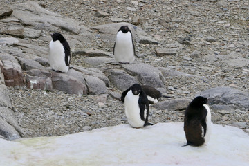 Adelie penguins sitting on snow, Antarctica
