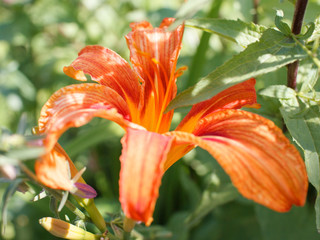 orange lily flower