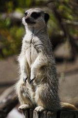 Fototapeta premium Close up of a meerkat
