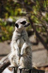 Fototapeta premium Meerkat standing on his feet