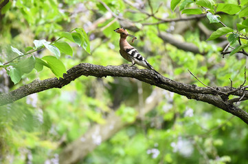 Hoopoe feeding chicks