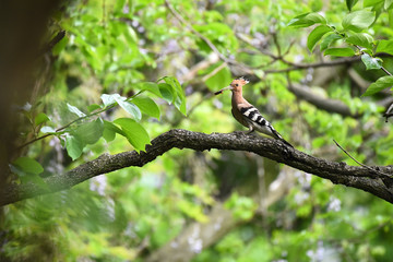 Hoopoe feeding chicks