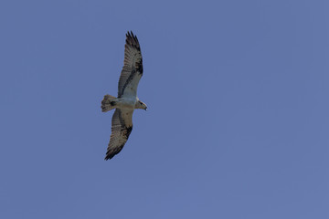 National park Biesbosch Netherlands, Osprey flying over, hunting for fish