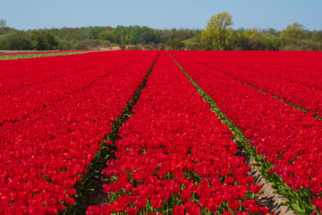 Tulip field in holland on a sunny day