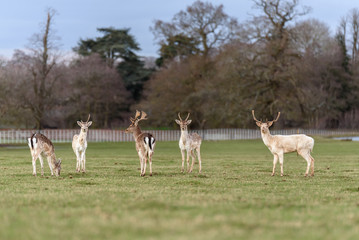 Beautiful Stag Manchurian Sika Deer, Cervus nippon mantchuricus, standing in a meadow, in England