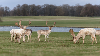 Beautiful Stag Manchurian Sika Deer, Cervus nippon mantchuricus, standing in a meadow, in England