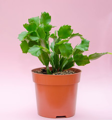 Wild cactus in a pot on a pink background. Indoor plant flat  leaves