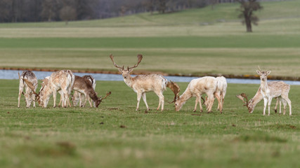 Beautiful Stag Manchurian Sika Deer, Cervus nippon mantchuricus, standing in a meadow, in England