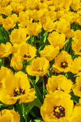 Tulip field in holland on a sunny day