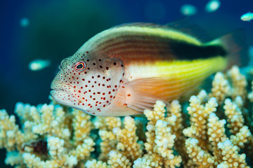 Obraz na płótnie Canvas freckled hawkfish fish on coral