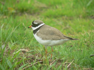 Common ringed plover or ringed plover (Charadrius hiaticula)