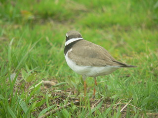 Common ringed plover or ringed plover (Charadrius hiaticula)
