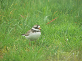 Common ringed plover or ringed plover (Charadrius hiaticula)